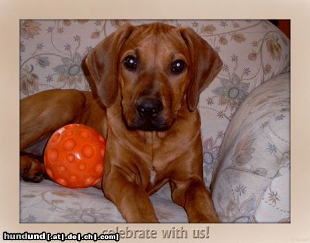 Rhodesian Ridgeback Hunde Foto 11039 Rhodesian Ridgeback Kariba of Mombasa
