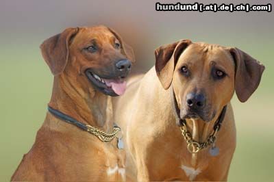 Rhodesian Ridgeback Hunde Foto 46346 in höherer Auflösung ansehen Rhodesian Ridgeback Augen...Blicke