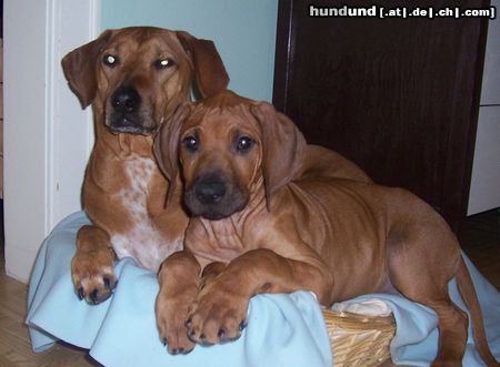 Rhodesian Ridgeback Hunde Foto 17696 Rhodesian Ridgeback Lia und Jack