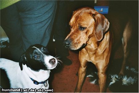 Rhodesian Ridgeback Hunde Foto 11805 Rhodesian Ridgeback BANTOU VOM SEE UND SEINE SÜSSE FREUNDIN LUNA