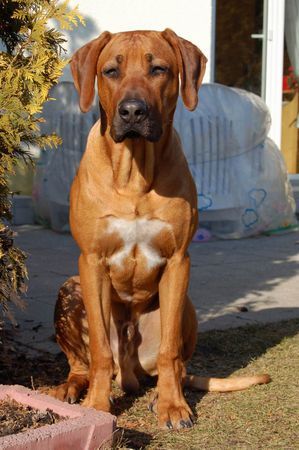 Rhodesian Ridgeback Hunde Foto 30907 Rhodesian Ridgeback Aschiq