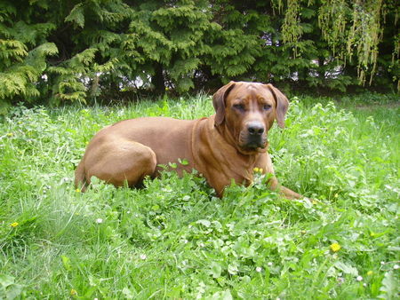 Rhodesian Ridgeback Earl Chaka von Mawindo