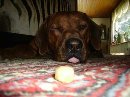 Rhodesian Ridgeback Chaka