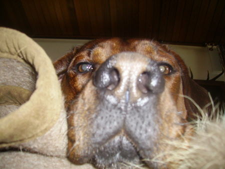 Rhodesian Ridgeback Chaka