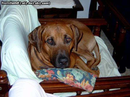 Rhodesian Ridgeback Hunde Foto 17848 in höherer Auflösung ansehen Rhodesian Ridgeback Bandit im Urlaub