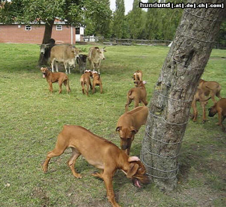 Rhodesian Ridgeback Jala mit Geschwister 4 Monate