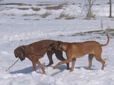 Rhodesian Ridgeback Hunde Foto 30664 in höherer Auflösung ansehen Rhodesian Ridgeback Mahsati & Raya (Wir haben Spass!!)