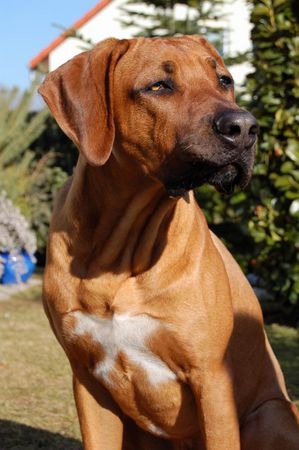 Rhodesian Ridgeback ASCHIQ von ANGKOR 10 Monate