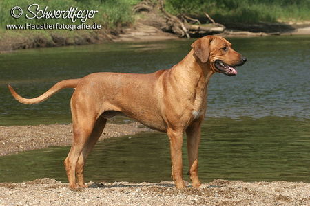 Rhodesian Ridgeback Rudy unser Deckrüde USA Import