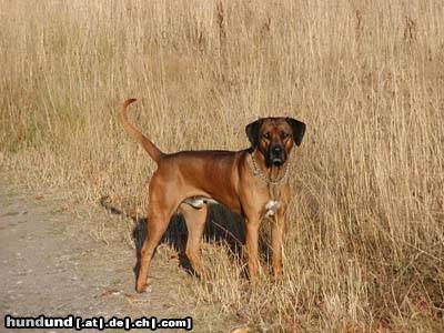 Rhodesian Ridgeback Hunde Foto 15735 Rhodesian Ridgeback Otis mit ca. 2 1/2 Jahren