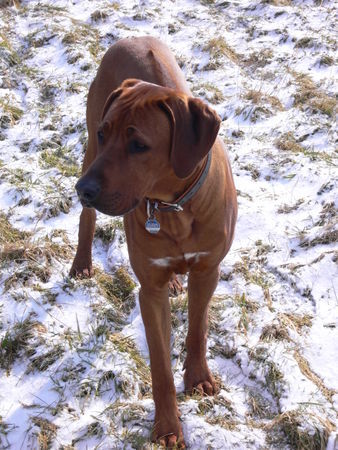 Rhodesian Ridgeback Hunde Foto 30063 in höherer Auflösung ansehen Rhodesian Ridgeback Amir von Angkor , 9 Monate