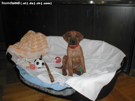 Rhodesian Ridgeback Hunde Foto 19395 in höherer Auflösung ansehen Rhodesian Ridgeback Akimbas Einzug