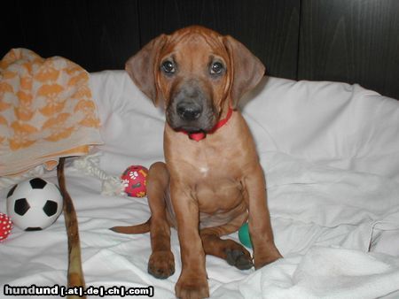 Rhodesian Ridgeback Hunde Foto 19514 in höherer Auflösung ansehen Rhodesian Ridgeback unser Akimba