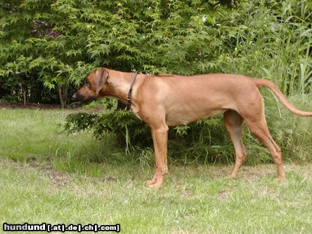 Rhodesian Ridgeback Hunde Foto 15766 in höherer Auflösung ansehen Rhodesian Ridgeback Andra hat etwas erspäht.