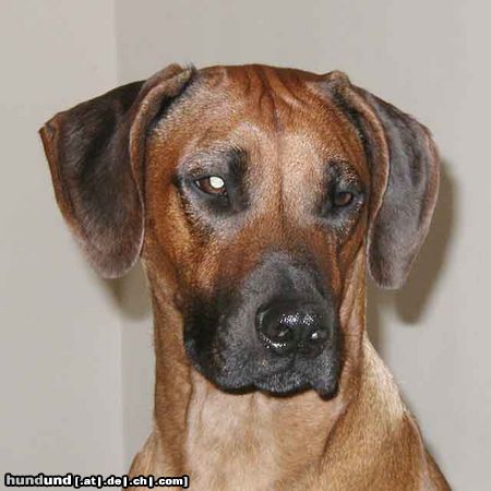 Rhodesian Ridgeback Hunde Foto 5921 Rhodesian Ridgeback Aya Winsome Lobkovice