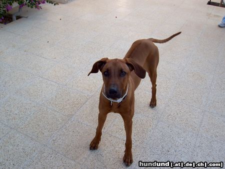 Rhodesian Ridgeback