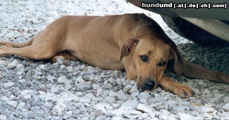 Rhodesian Ridgeback Hunde Foto 6387 Rhodesian Ridgeback Bahira