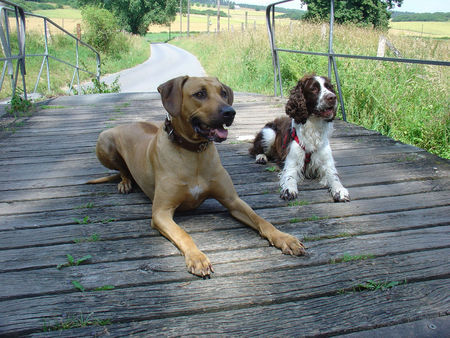 Rhodesian Ridgeback Hunde Foto 32935 Rhodesian Ridgeback Bitte recht freundlich....