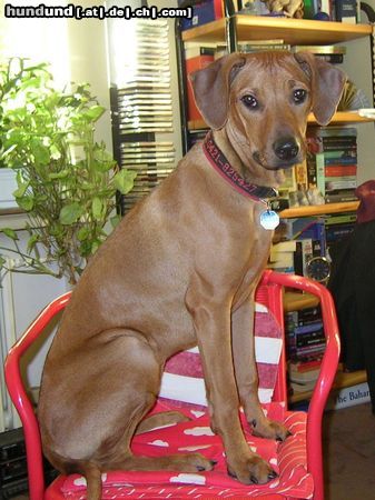 Rhodesian Ridgeback Hunde Foto 18762 Rhodesian Ridgeback Rani bei der Arbeit