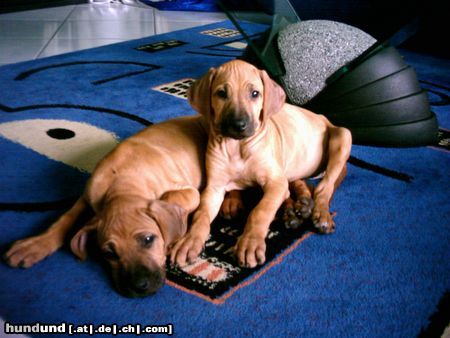 Rhodesian Ridgeback Hunde Foto 11249 Rhodesian Ridgeback Ganja und Kimba