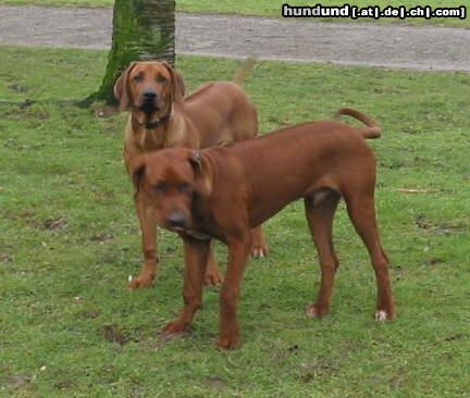 Rhodesian Ridgeback Hunde Foto 3740 Rhodesian Ridgeback Sam mit Bruder Monthy (6 Monate)