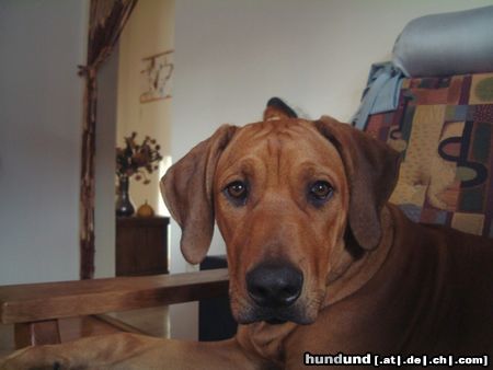 Rhodesian Ridgeback Hunde Foto 20724 Rhodesian Ridgeback Sandro kann auch still halten wenn er nicht schläft !!!!!