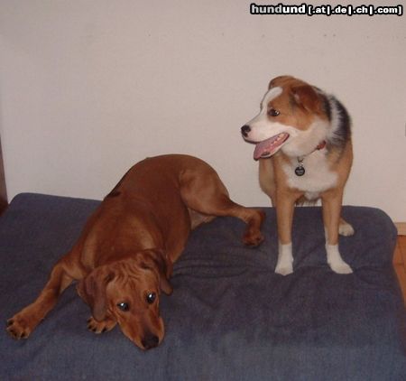 Rhodesian Ridgeback Hunde Foto 20723 Rhodesian Ridgeback so lange du stehst, ist es ja ok aber leg dich ja nicht auf mein bett !!!