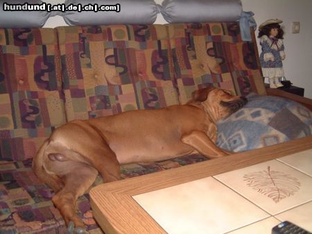 Rhodesian Ridgeback Hunde Foto 20661 Rhodesian Ridgeback das war mal Frauchens Lieblingsplatz, jetzt gehört er unserem Sandro !!!