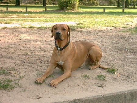 Rhodesian Ridgeback Hunde Foto 32284 Rhodesian Ridgeback