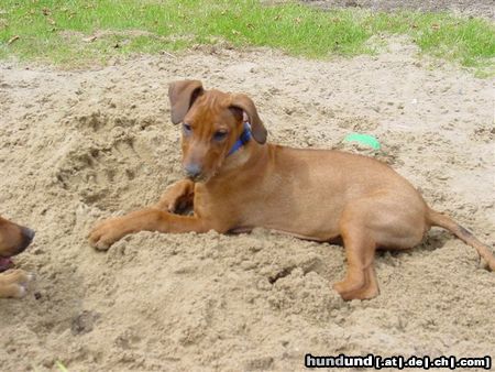 Rhodesian Ridgeback Hunde Foto 12060 Rhodesian Ridgeback Neo 4 Monate nach dem Kampf ....