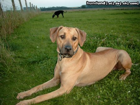 Rhodesian Ridgeback Hunde Foto 13332 Rhodesian Ridgeback Shirly hat Feierabend