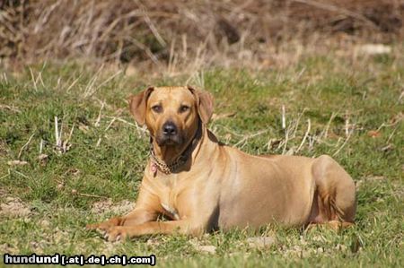 Rhodesian Ridgeback Entspannung