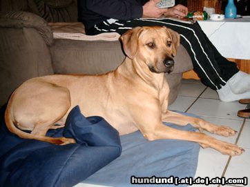 Rhodesian Ridgeback Hunde Foto 19406 in höherer Auflösung ansehen Rhodesian Ridgeback Shirly 2Jahre