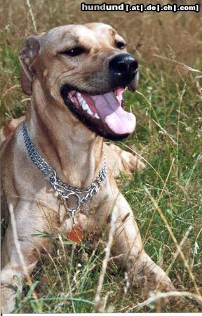 Rhodesian Ridgeback Hunde Foto 6386 Rhodesian Ridgeback Meine Zicke