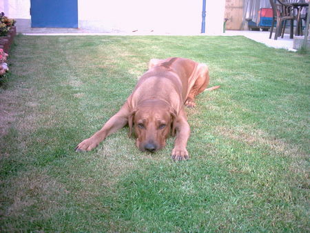 Rhodesian Ridgeback Hunde Foto 32283 Rhodesian Ridgeback