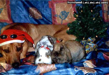 Rhodesian Ridgeback Hunde Foto 5732 Rhodesian Ridgeback Heiligabend im Kreis der Familie !