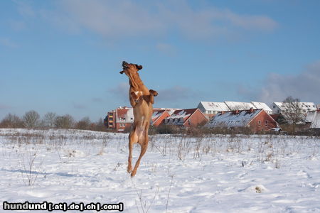 Rhodesian Ridgeback Tai Yamba und Zoe