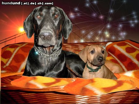 Rhodesian Ridgeback Hunde Foto 3177 Rhodesian Ridgeback Sammy+Shirly