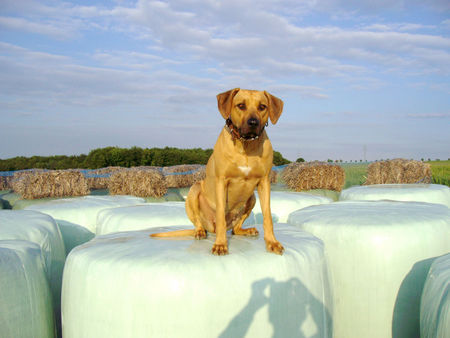 Rhodesian Ridgeback Hunde Foto 32934 in höherer Auflösung ansehen Rhodesian Ridgeback Von oben ist alles schöner!