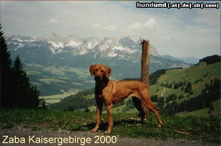 Rhodesian Ridgeback Hunde Foto 12451 Rhodesian Ridgeback KAPOBA`S ZABA KAISERGEBIRGE 2000