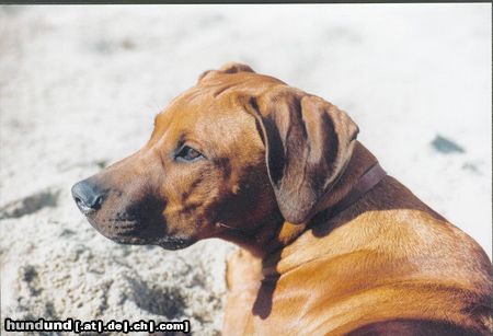 Rhodesian Ridgeback Hunde Foto 3403 Rhodesian Ridgeback das ist Thora aus Norwegn, hier 8 Monate alt