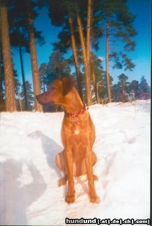 Rhodesian Ridgeback Hunde Foto 3404 Rhodesian Ridgeback Thora im Schnee