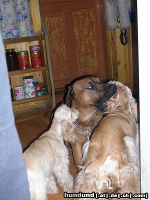 Rhodesian Ridgeback Völkerfreundschaft