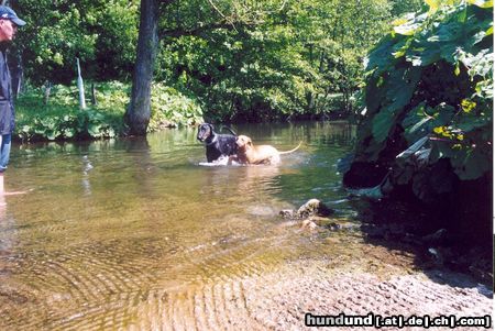 Rhodesian Ridgeback Hunde Foto 4100 Rhodesian Ridgeback 2 Wasserratten