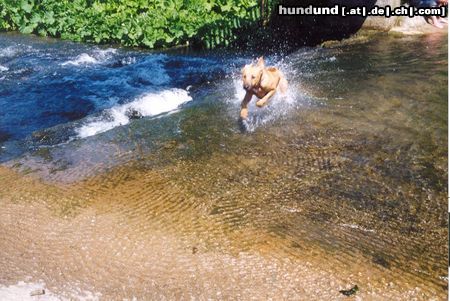 Rhodesian Ridgeback Hunde Foto 4099 Rhodesian Ridgeback Shirly 5 Mon