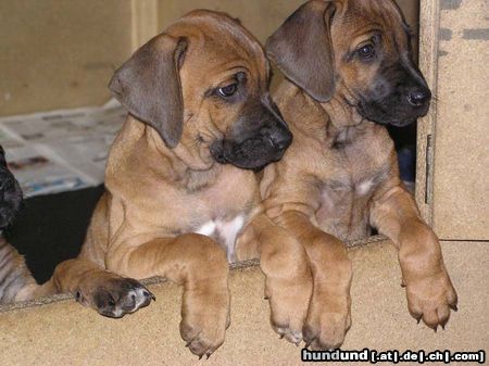 Rhodesian Ridgeback Hunde Foto 15736 Rhodesian Ridgeback Inzwischen sind sie über ein Jahr...