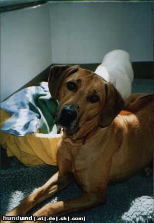 Rhodesian Ridgeback Hunde Foto 12452 Rhodesian Ridgeback KAPOBA`S ZABA 2004