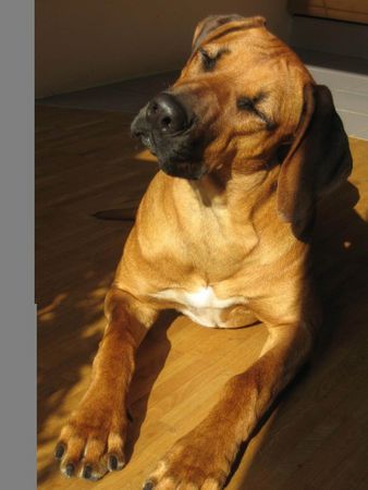 Rhodesian Ridgeback Alea von Angkor