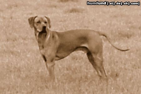 Rhodesian Ridgeback Hunde Foto 11168 Rhodesian Ridgeback Unser Bantou