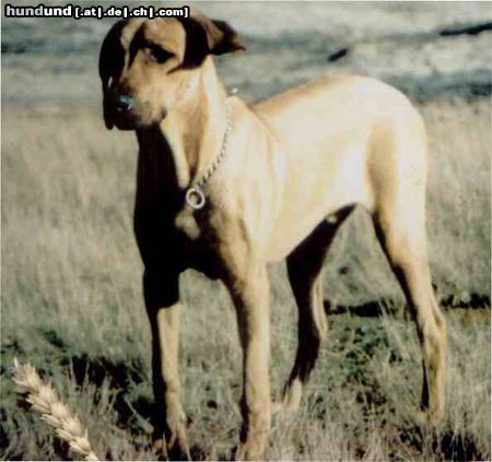 Rhodesian Ridgeback Hunde Foto 3002 Rhodesian Ridgeback HP: Hier gibt es INFOS zum Tehma Rhodesian Ridgeback z.B. Geschichte, Büchertips, Bilder, Deckrüde u.s.w